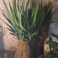 گیاه یوکا تنه دار قطور