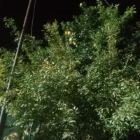 نارنج تازه|خوردنی و آشامیدنی|کردکوی, |دیوار