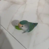 طوطی برزیلی آموزش دیده|پرنده|مشهد, فارغ التحصیلان|دیوار