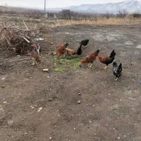 خروس|حیوانات مزرعه|مشگین شهر, |دیوار