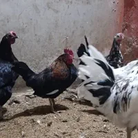 مرغ و خروس گلین|حیوانات مزرعه|خمینی‌شهر, |دیوار