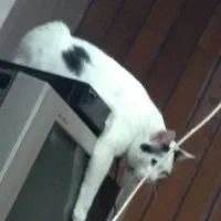 گمشده|حیوانات|پردیس, فاز ۲|دیوار