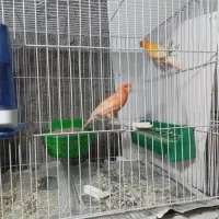 قناری جفت و جوجه