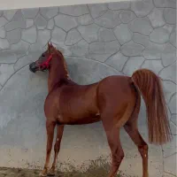 ۳راس اسب نریان سواری دار