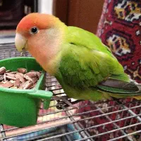 گمشده