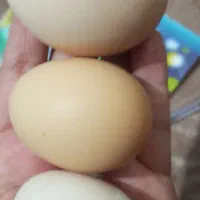 تخم مرغ محلی اصل  درشت وتازه