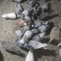 کفتر شهرستانی یکجا|پرنده|بومهن, |دیوار