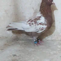 کبوتر|پرنده|شیروان (خراسان), |دیوار