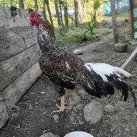 تعدادی تخم لاری