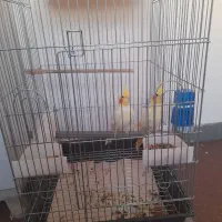 عروس هلندی|پرنده|اهواز, شهرک دانشگاه|دیوار