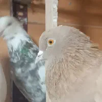 کبوتر (بار جدید داخل فیلم)یه جایی و تکی|پرنده|فردیس, ثابتی|دیوار