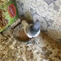 سه عدد کفتر نر|پرنده|کازرون, |دیوار