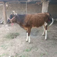 گوساله گاو دو عدد