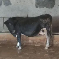 گاوشیری|حیوانات مزرعه|شهرکرد, |دیوار