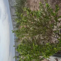 باغ-دستگرد-برخوار-سنددار