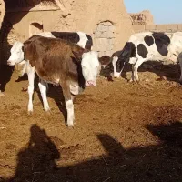 دو تلیسه صنعتی