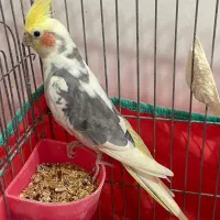 عروس هلندی نر|پرنده|شفت, |دیوار