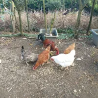 فروش مرغ و خروس محلی|حیوانات مزرعه|تنکابن, |دیوار