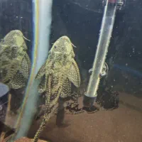 ماهی پرت و کت فیش