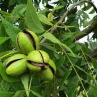 تکوندن گردو بادام  چیدن برداشت جمع کردن خرید اجاره