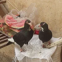 نرماده پلنگ اسطورع