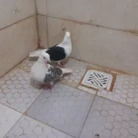 جفت دوکتی|پرنده|اهواز, کوی پیروزی|دیوار