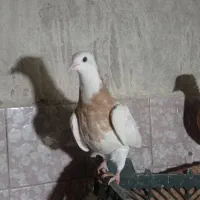 کبوتر|پرنده|دهدشت, |دیوار