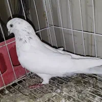 همه پرنده ها پامیل وبازی