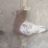 یک سینه سرخ ماده کاکلی|پرنده|مشهد, عامل|دیوار