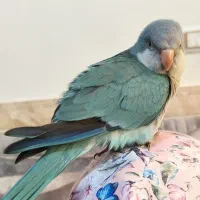 طوطی راهب رام
