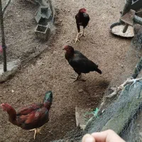 خروس و مرغ لاری ۸ ماهه|حیوانات مزرعه|سرخرود, |دیوار