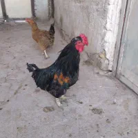 خروس