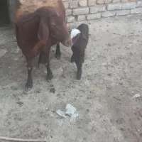 میش  و  بره  افشاری