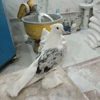 کبوتر پارلی ند