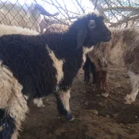 گوسفند بره میش بز