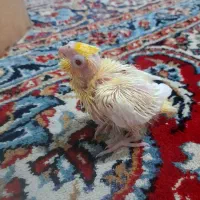 جـوجه سرلاکی و مـولد البینو