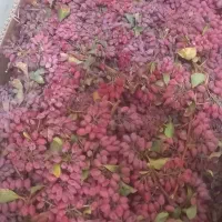 شاخه و دانه شده