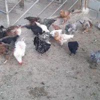 فروش جوجه کاکلی|حیوانات مزرعه|گرمسار, |دیوار