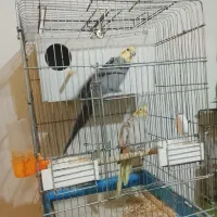 عروس هلندی مولد