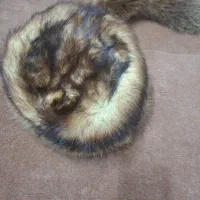 کلاه پشمی روسی زنانه اصلی نو نو نو|لباس|قم, زاویه|دیوار