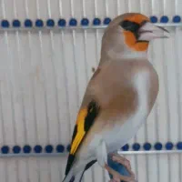 جوجه سهره نر سیبیل زده