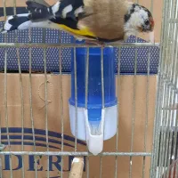 سهره نر|پرنده|تهران, شکیبا|دیوار