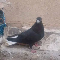 کبوتر