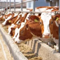 مشارکت در دامداری