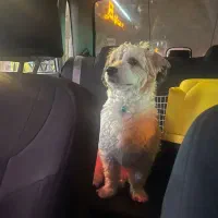 واگذاری فوری|سگ|تهران, وحیدیه|دیوار