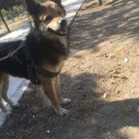 واگذاری (مشروط) رایگان ژرمن هاسکی نر|سگ|تهران, شهران شمالی|دیوار