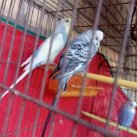 سه عدد مرغ عشق نر مست|پرنده|امیدیه, |دیوار