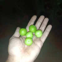 گوجه سبز