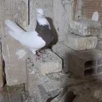 کبوتر طوقی سرخ