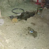 مرغ لاری بوقلمون نر